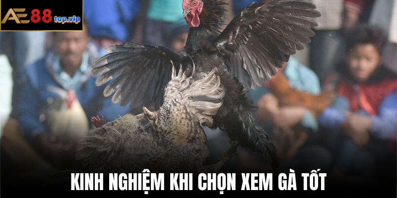 Xem các trận đấu cũng giúp nâng trình cho cách xem gà tốt