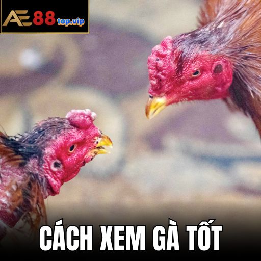 Ảnh Đại Diện Bí Quyết Cách Xem Gà Tốt