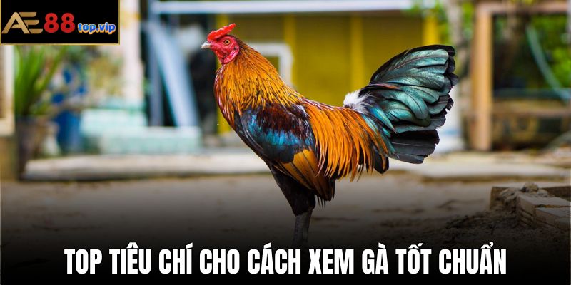 Phải đáp ứng đủ 5 tiêu chí để áp dụng cách xem gà tốt