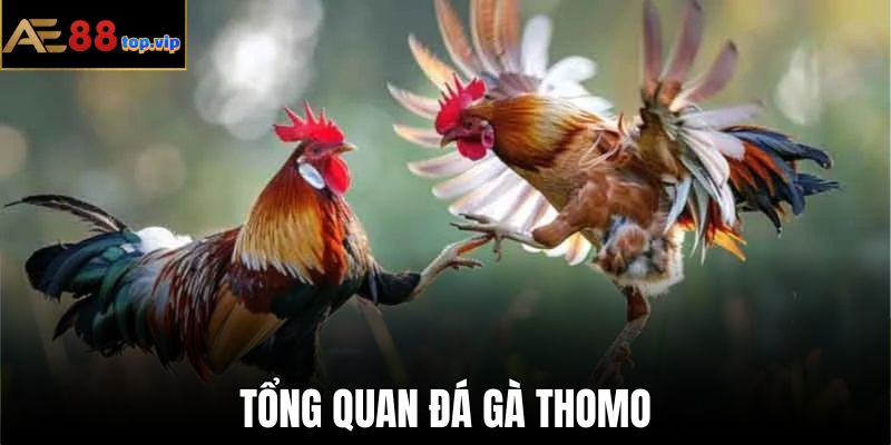 Đá gà Thomo - Dịch vụ giải trí nổi bật trên nền tảng AE888