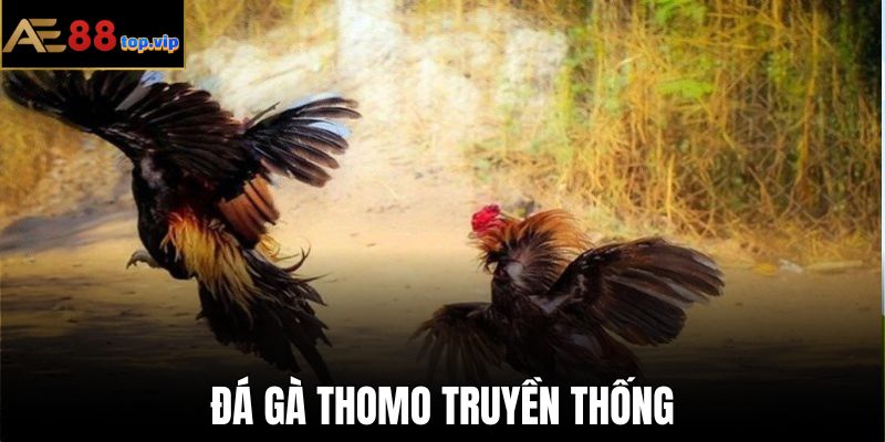 Đá gà Thomo truyền thống luôn diễn ra hấp dẫn, kịch tính